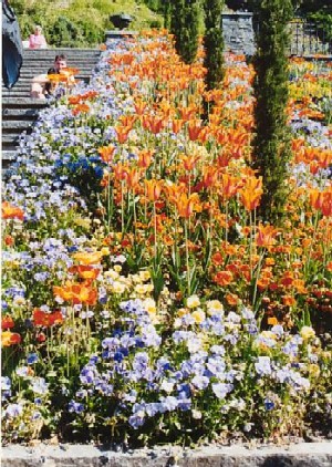 Blumenpracht auf Mainau